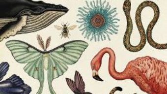 Pret Carte Animalium – Katie Scott, Jenny Broom