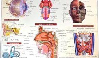 Cartea Anatomia omului – plansa nr.1 (download, pret, reducere)