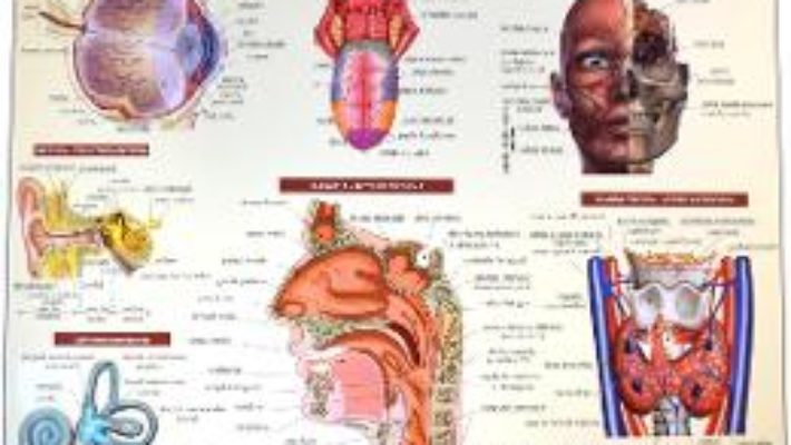 Cartea Anatomia omului – plansa nr.1 (download, pret, reducere)