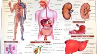 Cartea Anatomia omului – plansa nr.2 (download, pret, reducere)