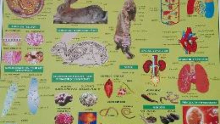 Download  Plansa Biologie scolara – Zoologie PDF Online