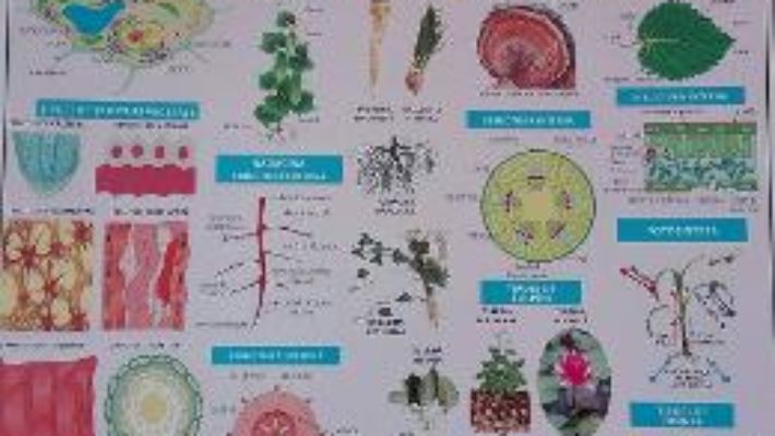 Download  Plansa Biologie scolara – Botanica PDF Online