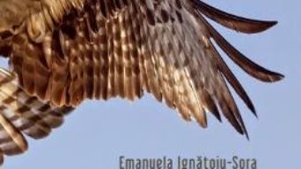 Download Ingluvii – Emanuela Ignatoiu-Sora PDF Online