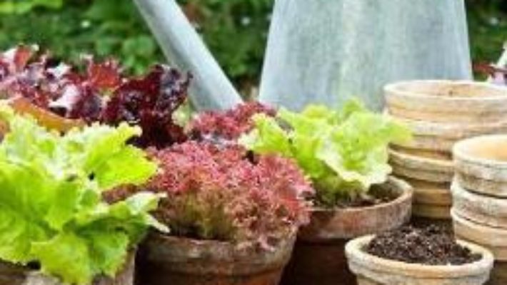 Cartea Salad Leaves for All Season: Organic Growing from Pot to Plot – Charles Dowding (download, pret, reducere)