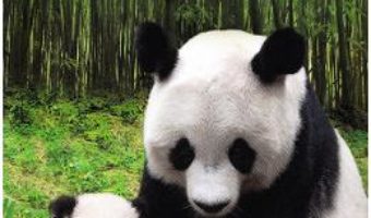 Cartea Legenda uriasilor panda – Liu Xianping (download, pret, reducere)