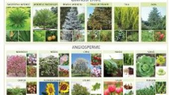 Cartea Plansa Gimnosperme si Angiosperme – Florica Alexandrescu (download, pret, reducere)