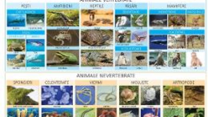 Cartea Plansa Animale vertebrate si nevertebrate – Florica Alexandrescu (download, pret, reducere)