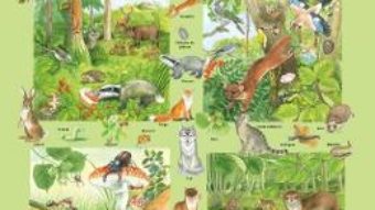 Cartea Plansa: Fauna si flora din padure (download, pret, reducere)